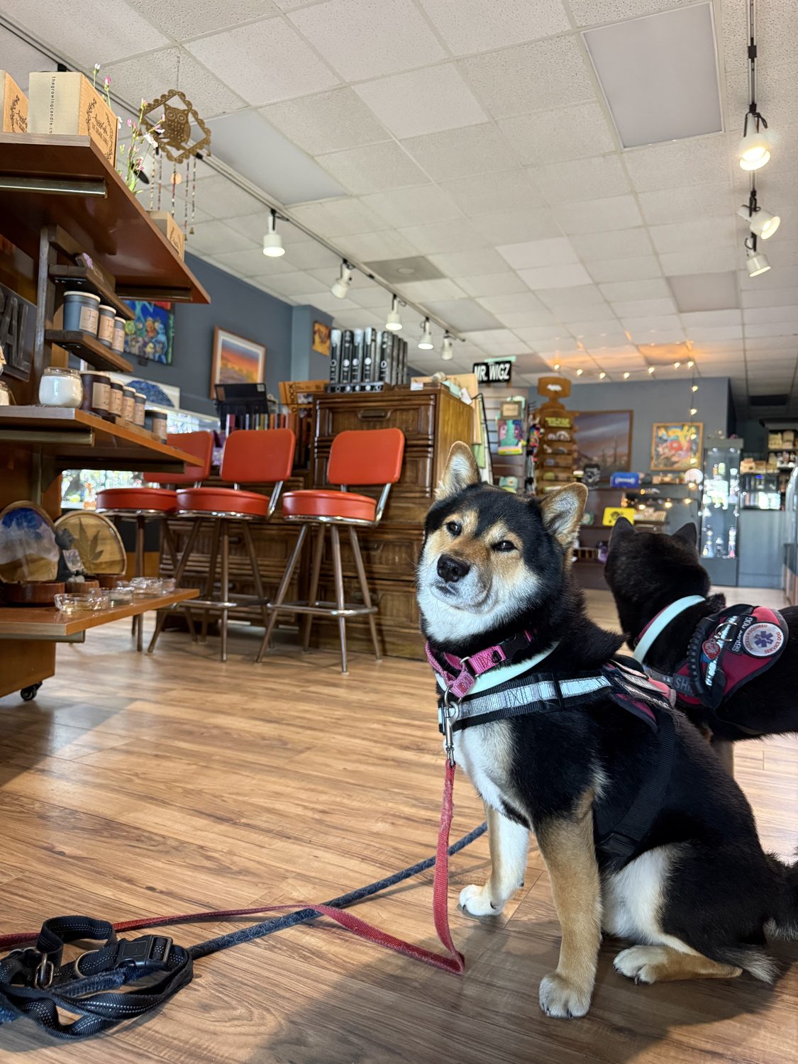 One of the shop Shibas sitting in the aisle